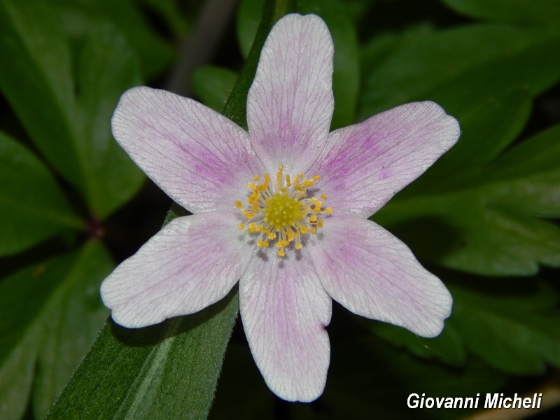 Anemonoides nemorosa rosa